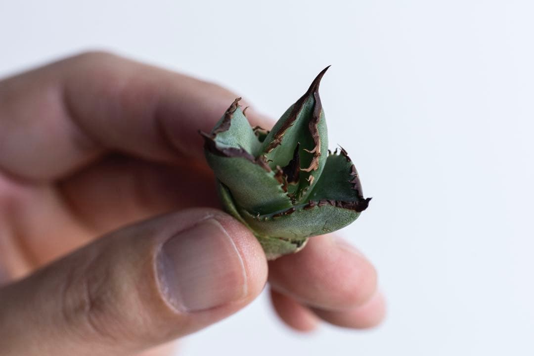 本日のみ アガベ チタノタ dennis040 キングアーサー 子株 発根済み