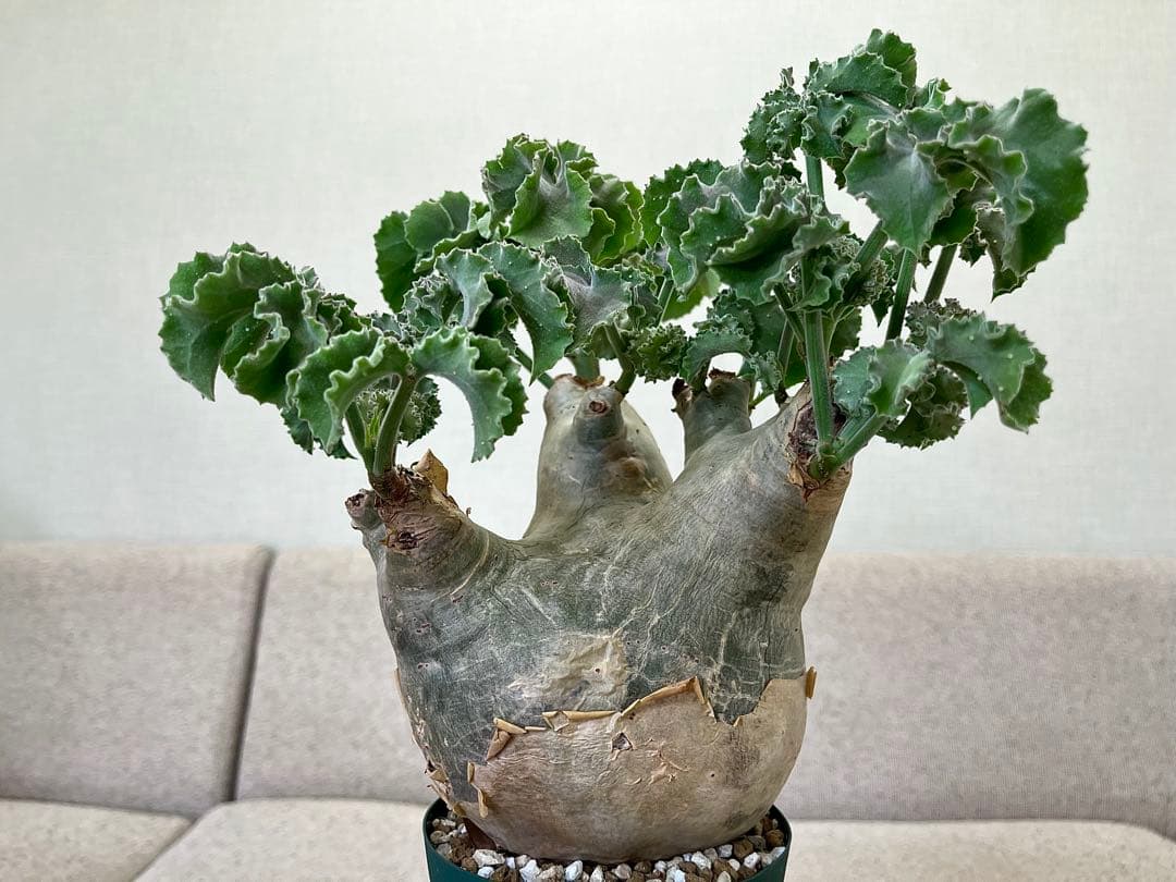 キフォステンマ マクロプス 良形