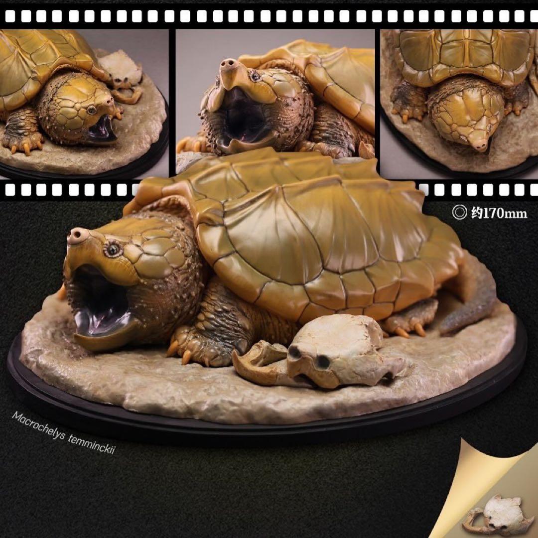 【動物の惑星】ワニガメ　特典 骨付き