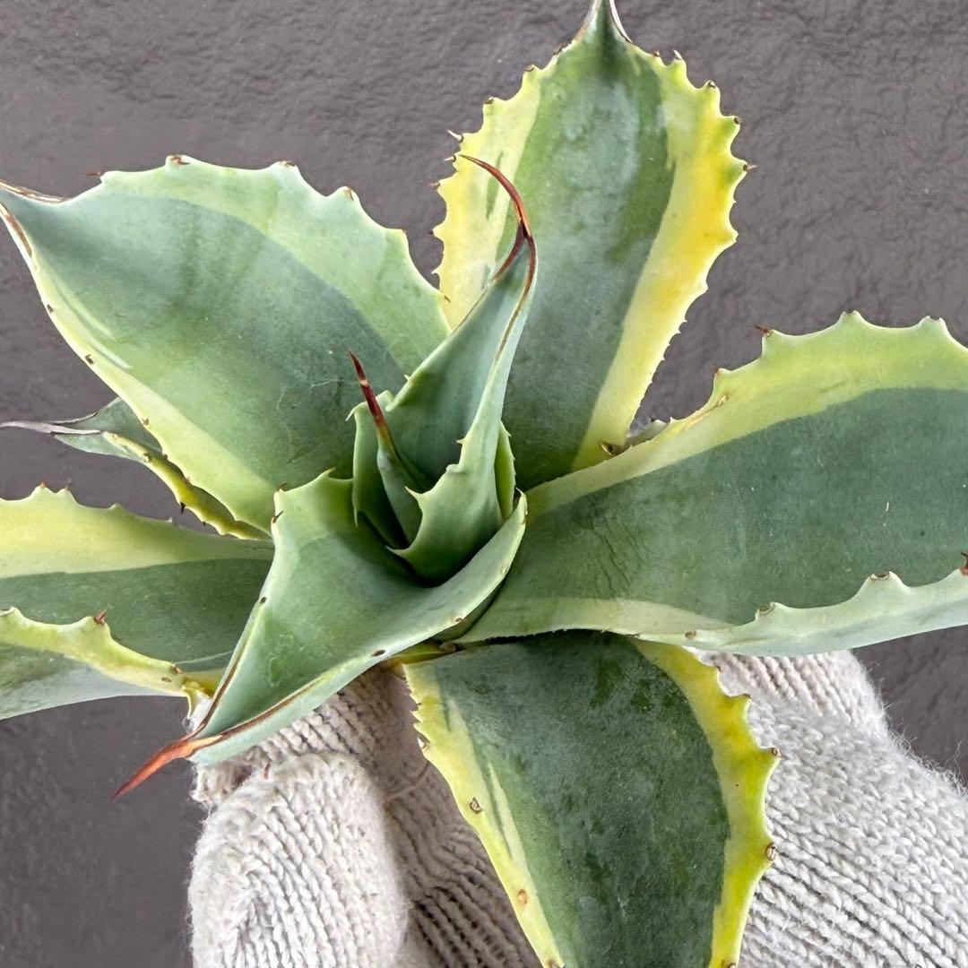 G*n様 【アガベ オバティフォリア“オルカ”】地植え/-18℃まで/極上　L2