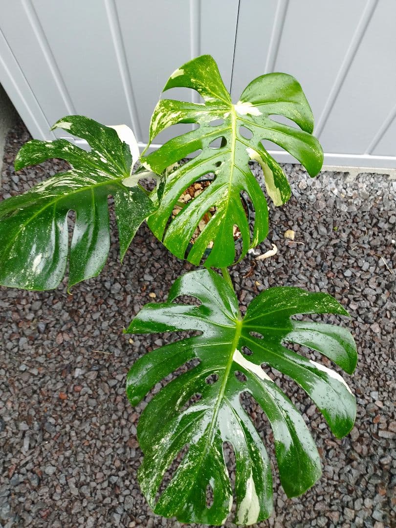 斑入りモンステラD2 デリシオーサミント 本物 抜き苗 鉢ごと＋1000