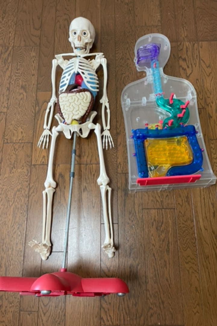 体のふしぎ 人体模型アーサー 消化のしくみ 冊子 - メルカリ