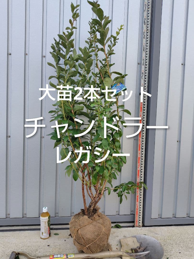ブルーベリー苗チャンドラー＆レガシー大苗2本セット