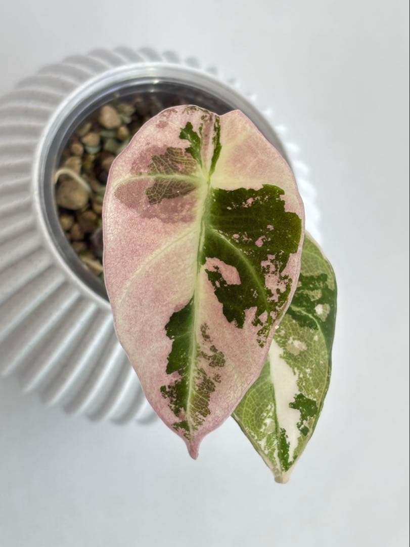Alocasia Black Velvet Pink Variegated - メルカリ