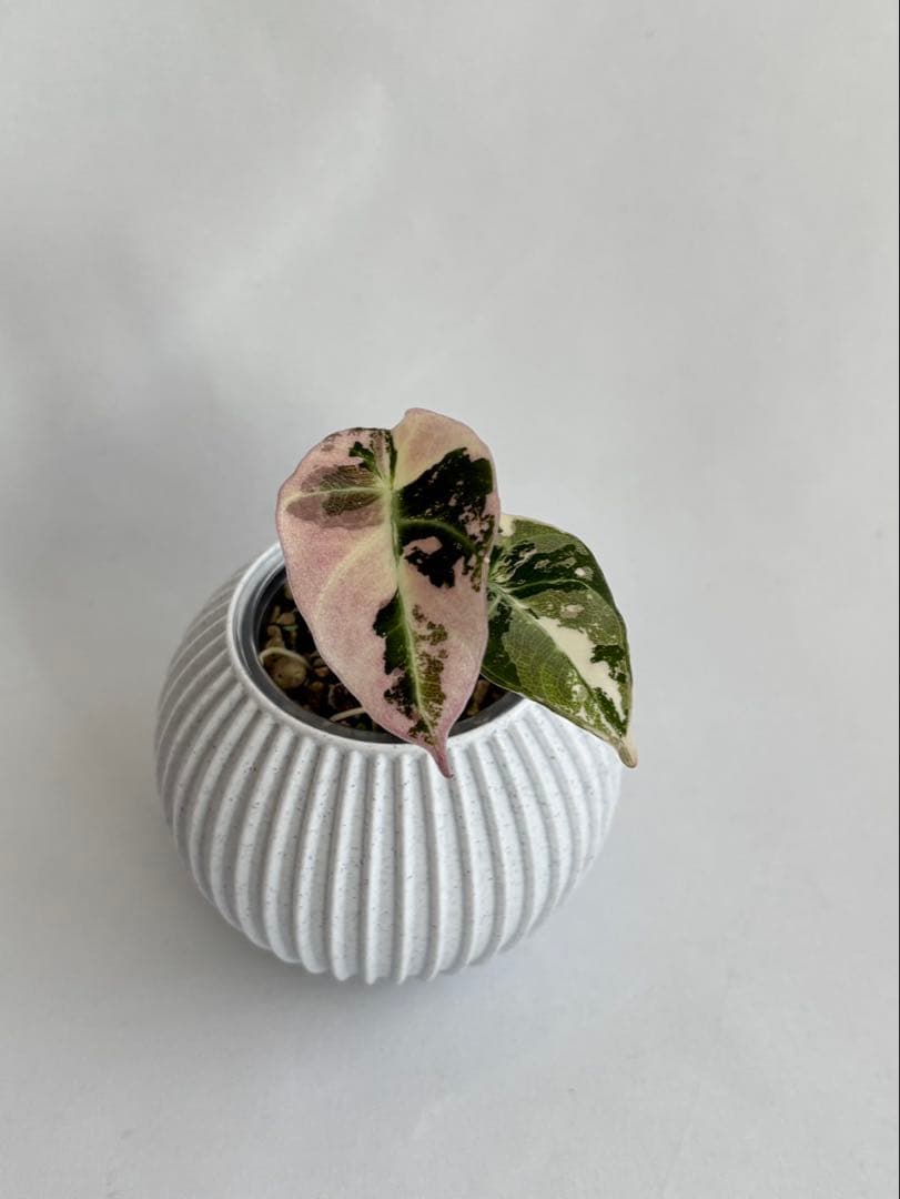 Alocasia Black Velvet Pink Variegated - メルカリ
