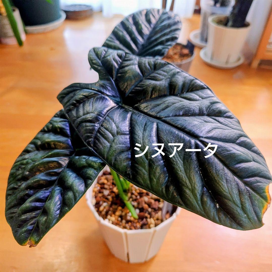 アロカシア 発根発芽済芋 リーガルシールズ グリーンベルベット