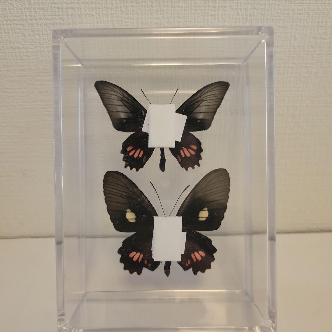 蝶の標本 ジャングルを舞うジャコウの世界(特AA) - メルカリ