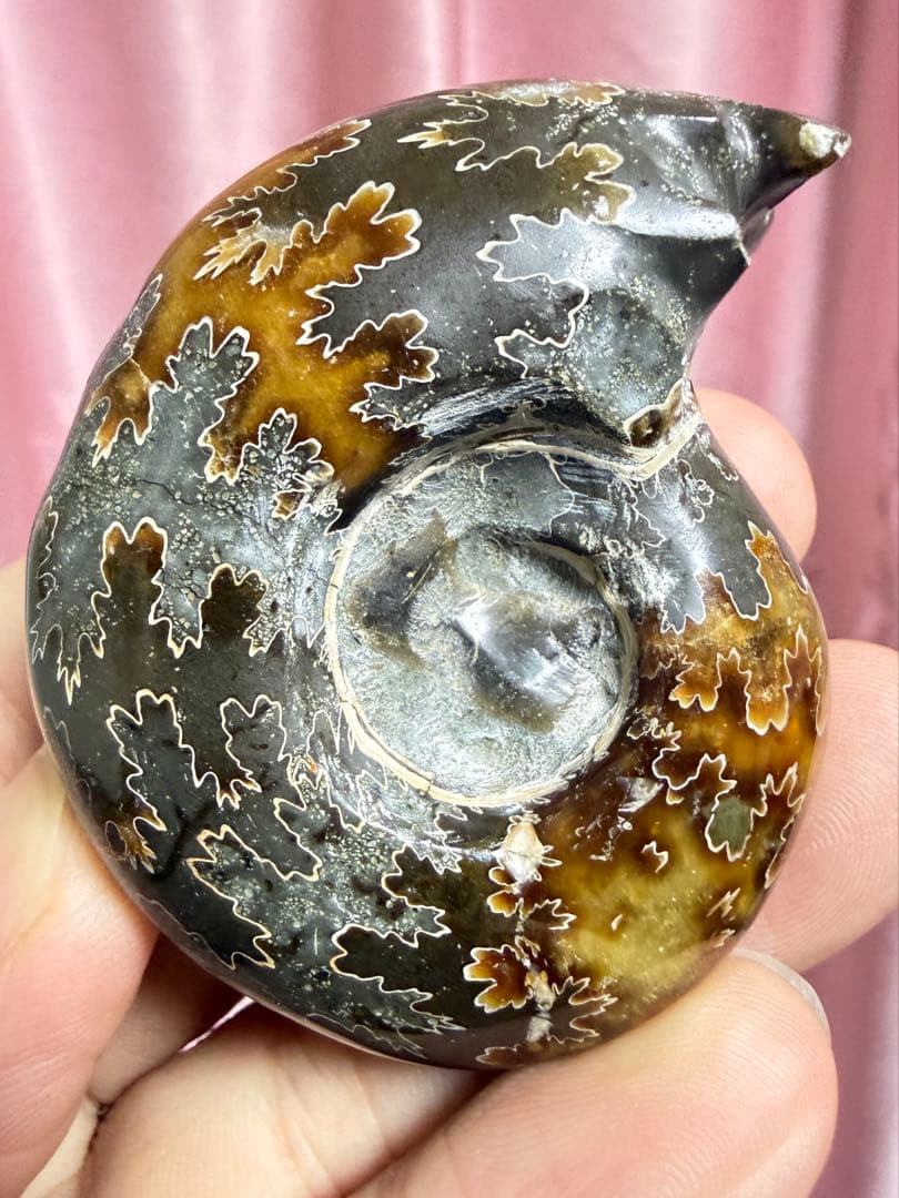 極美品マダガスカルのアンモナイト化石　2点セット本物保証　希少　送料無料 貴重