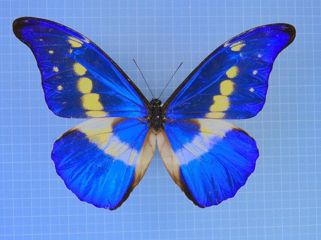 ペルー産　ヘレナモルフォ　130mm