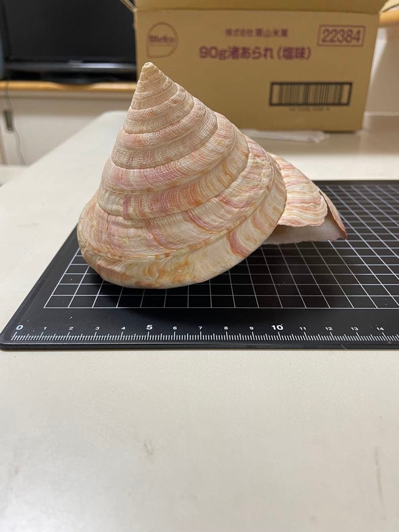 貝殻　標本　オキナエビス　特大