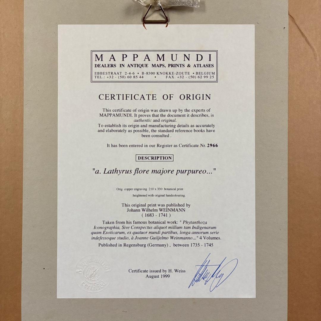 ヨハン・ヴァインマン「スイートピー」銅版画+手彩色 作品保証書有