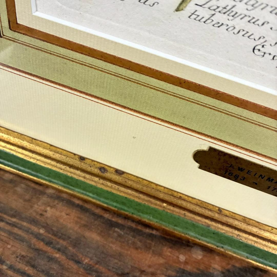 ヨハン・ヴァインマン「スイートピー」銅版画+手彩色 作品保証書有