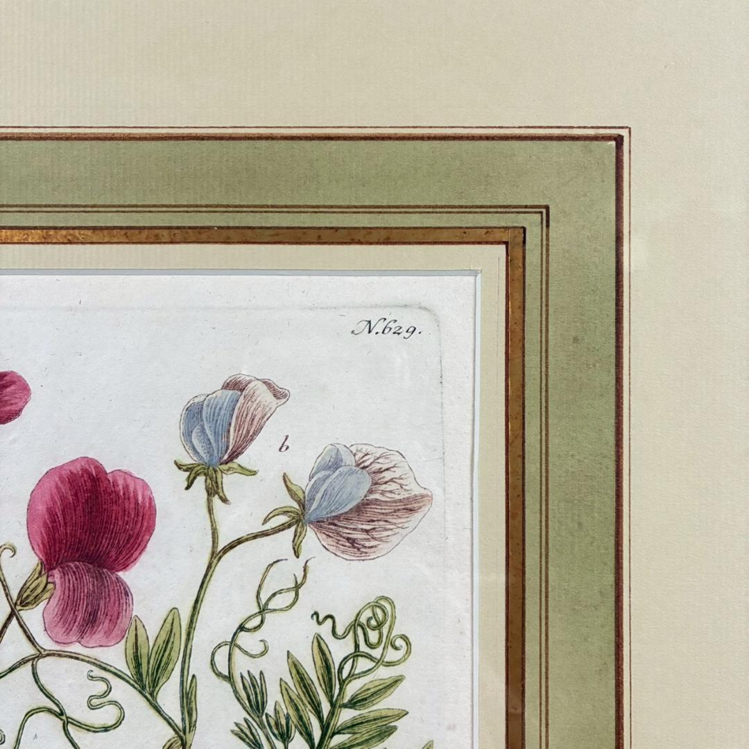 ヨハン・ヴァインマン「スイートピー」銅版画+手彩色 作品保証書有