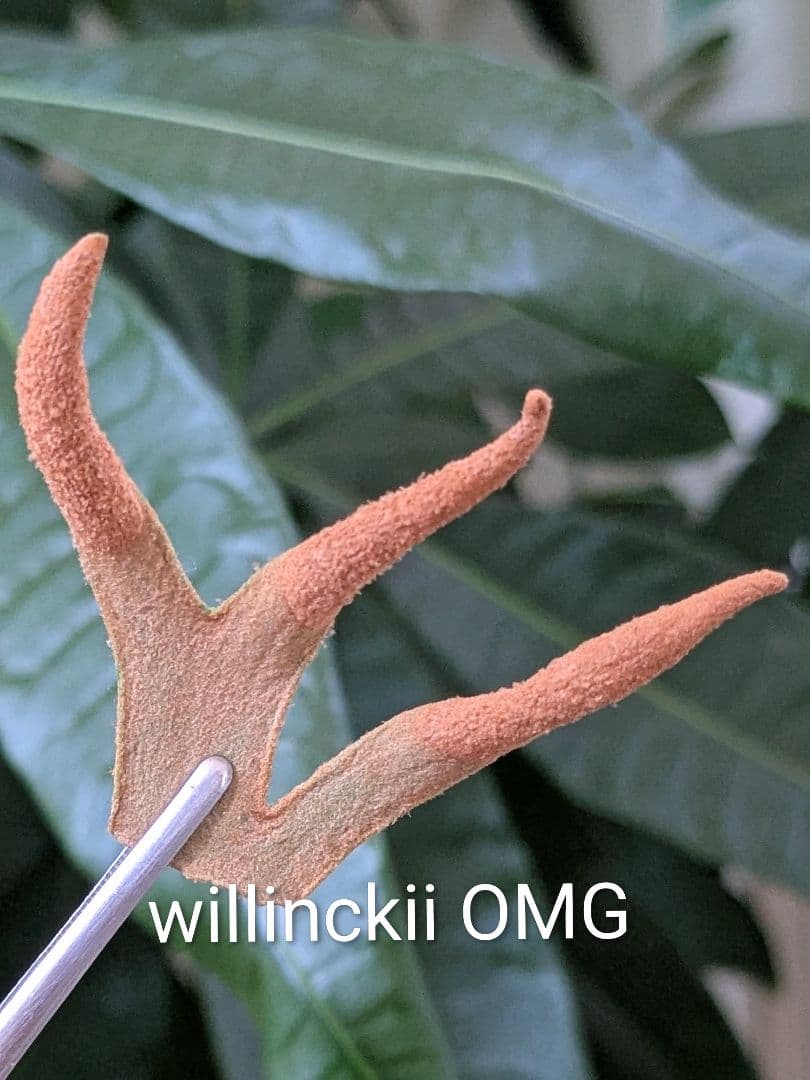 ビカクシダ mix spore（Omega×OMG）前葉体 - メルカリ