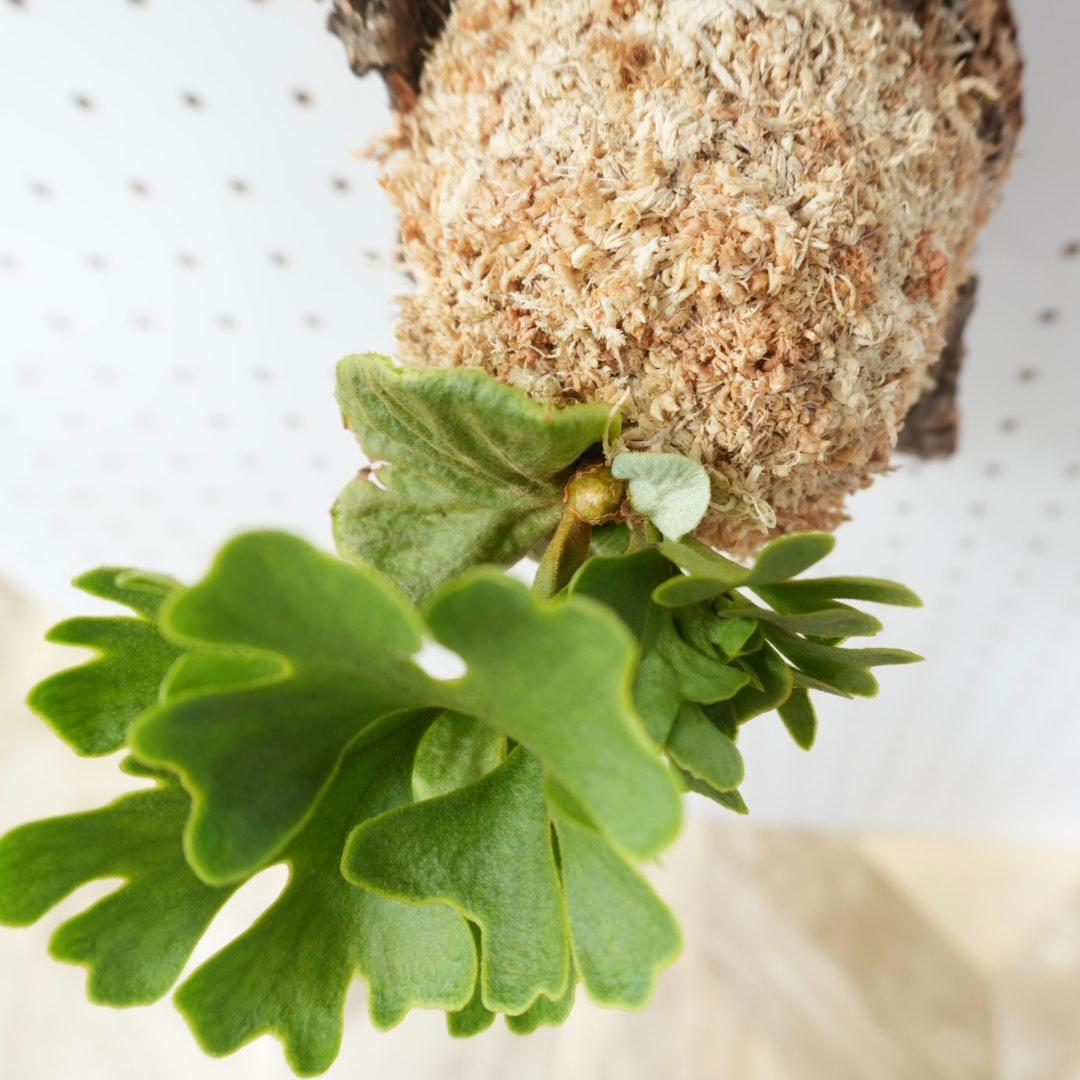 ビカクシダ リドレイ ドワーフ シルバー 小株 R-8 - メルカリ