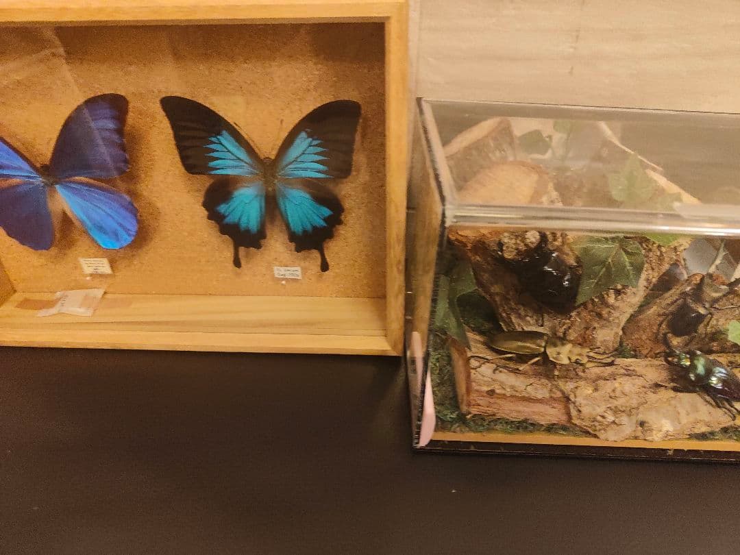 やべべ様 リクエスト 2点 まとめ商品 モルフォ蝶とクワガタの標本セット