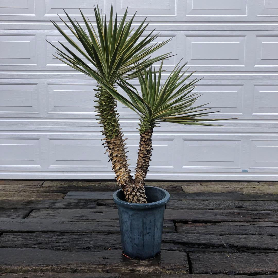 りょーた　ユッカ アロイフォリア　バリエガータ