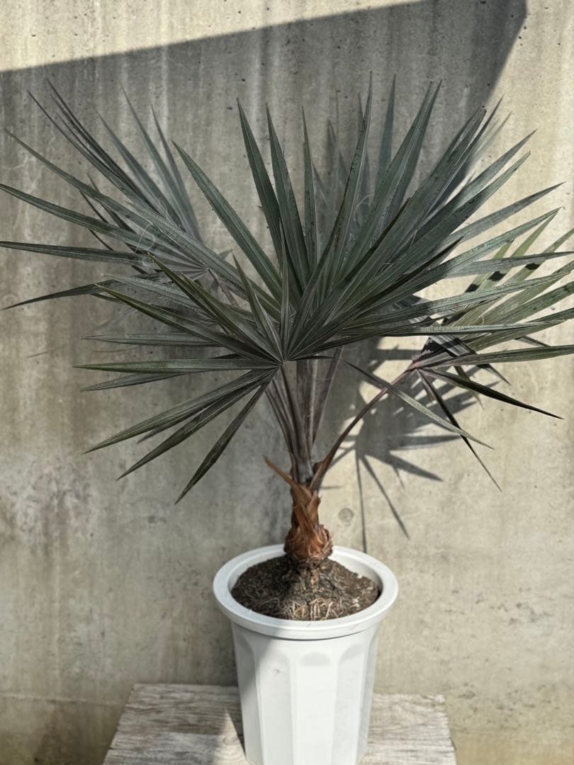 専用　ビスマルキア　ノビリス　シルバー　ドライガーデン　苗　ロックガーデン　ヤシ