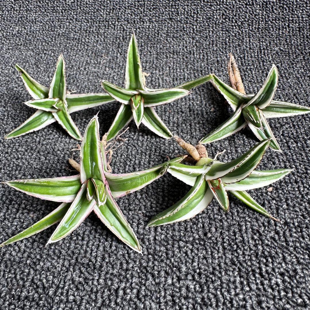 2113アガベ チタノタ 丸叶氷山 極上中小株 5株セット