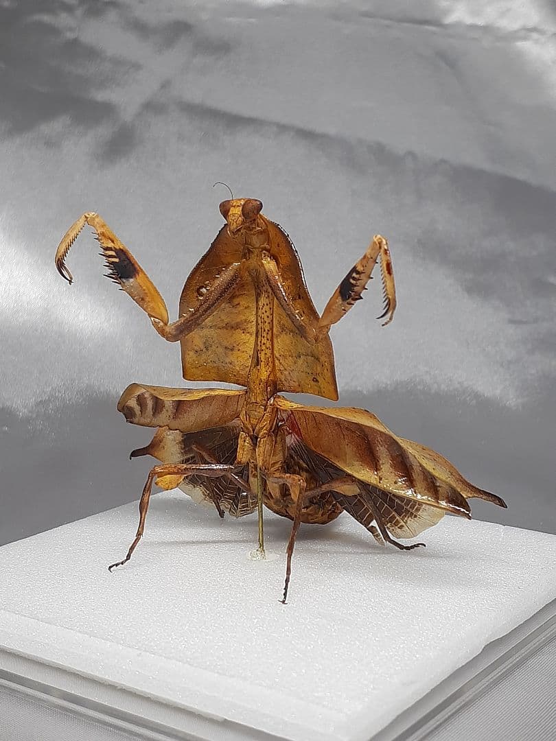 マルムネカレハカマキリ雌 立体標本 - メルカリ