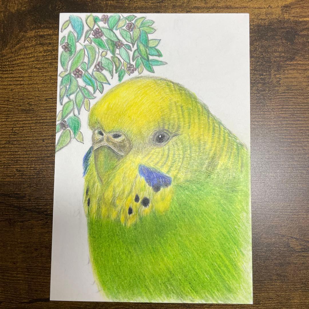 色鉛筆画 リアル色鉛筆画 セキセイインコ ハガキサイズ 原画 鳥 - メルカリ