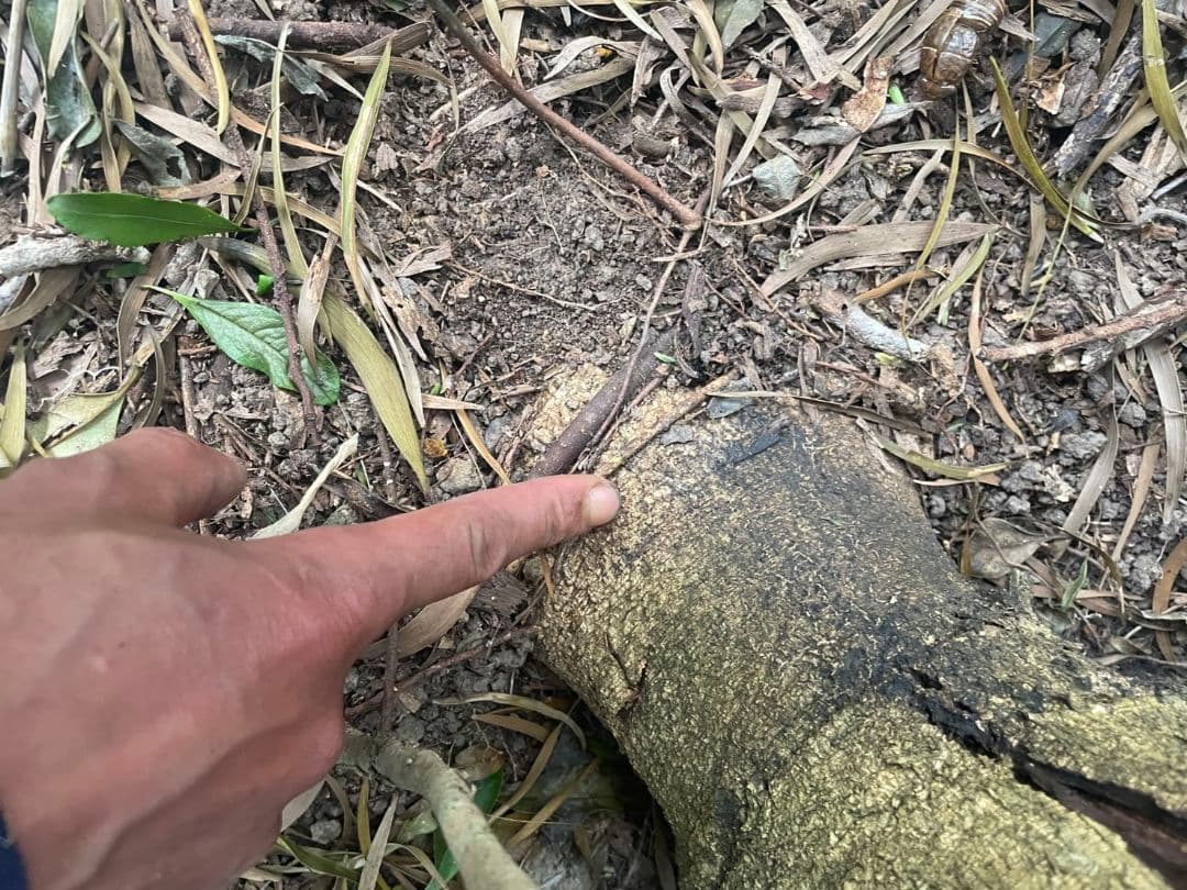 アカシア Acacia ソウシジュ 相思樹 根皮100％ 50g - メルカリ