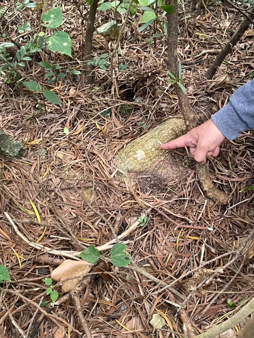 アカシア Acacia ソウシジュ 相思樹 根皮100％ 50g - メルカリ