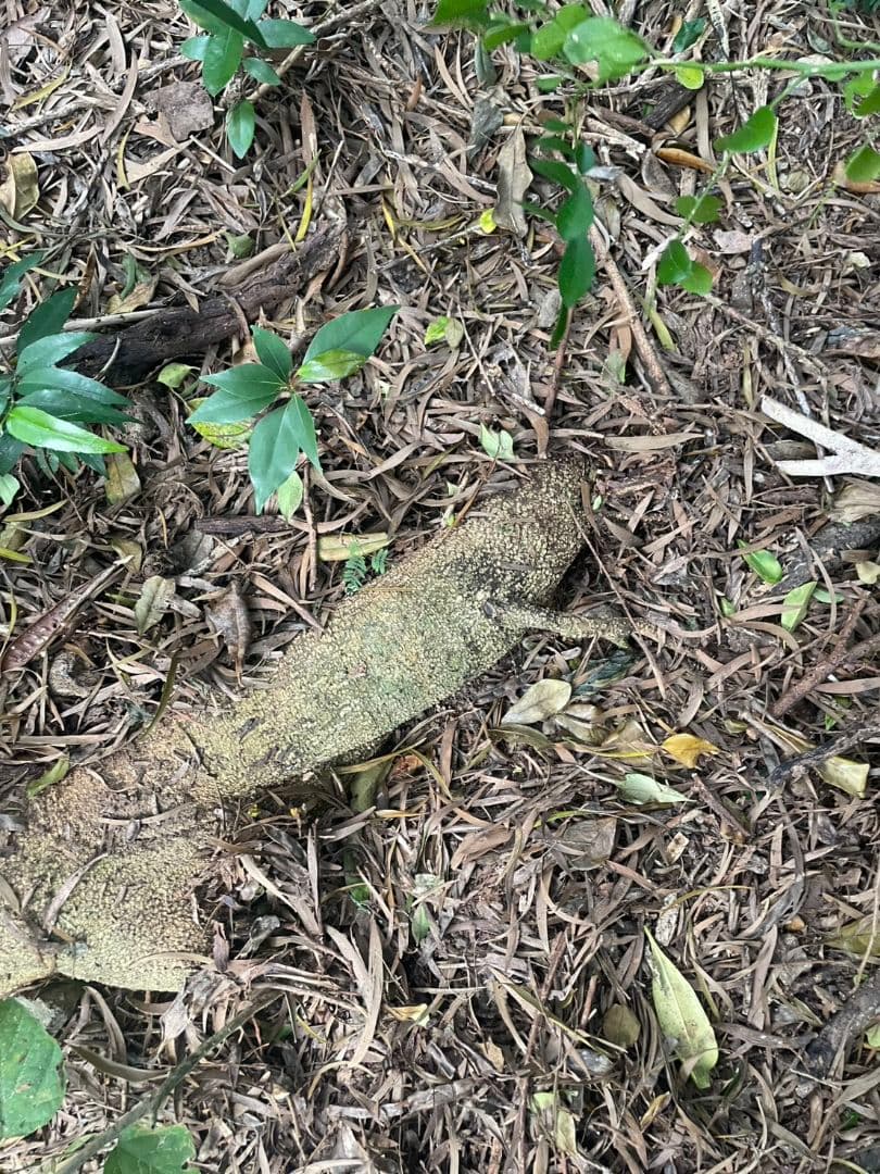 アカシア Acacia ソウシジュ 相思樹 根皮100％ 50g - メルカリ