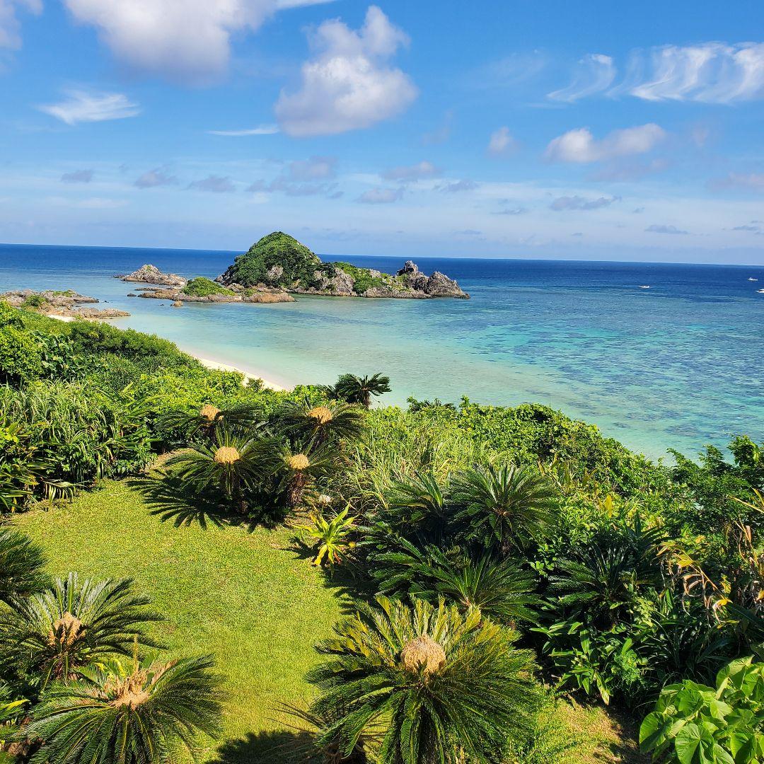 アカシア Acacia ソウシジュ 相思樹 根皮100％ 50g - メルカリ