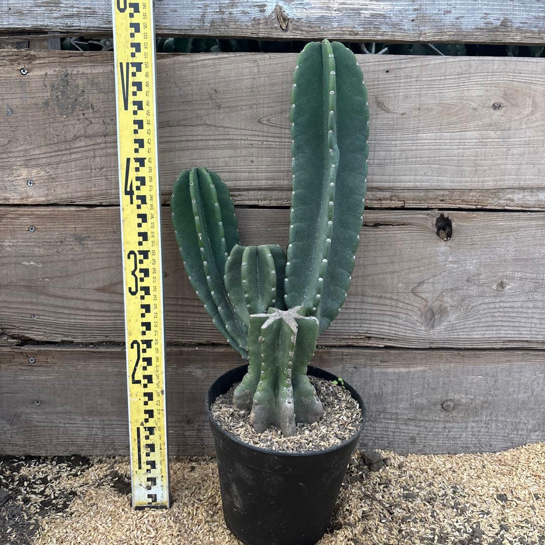 越冬済　柱サボテン　鬼面角　発根　ドライガーデン　ブランチ　サボテン　ココス