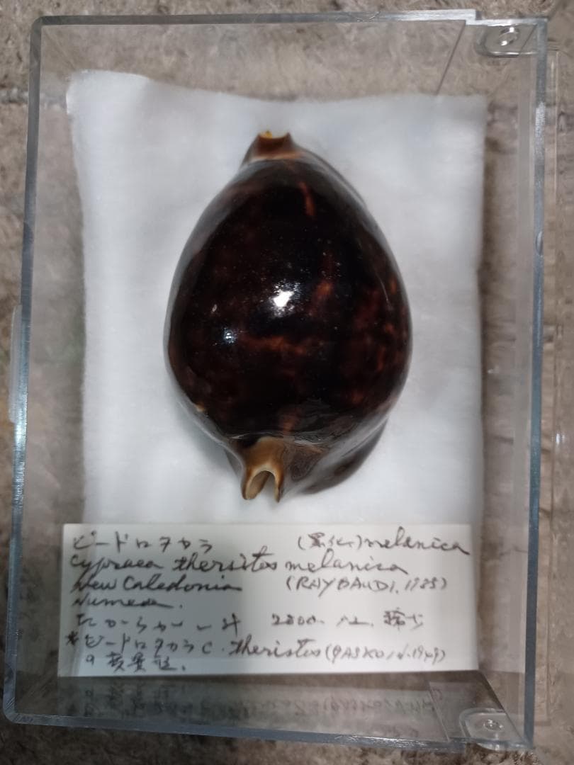 米村、ビードロダカラニガー