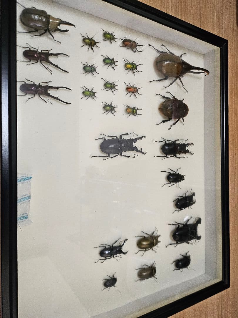 ラ*フ様 カブトムシ・クワガタ標本 カブトムシ・クワガタの標本の作り方｜しんちゃん