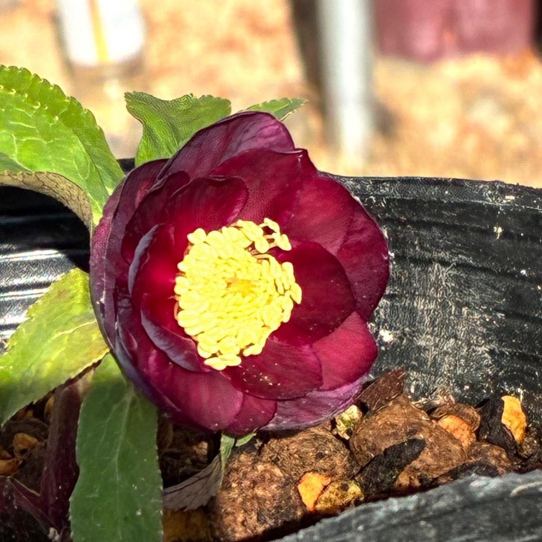 う*ん様 3427☘️花付き☘️⭐️コロコロ小輪⭐️紅赤オーレア⭐️コンパクト⭐