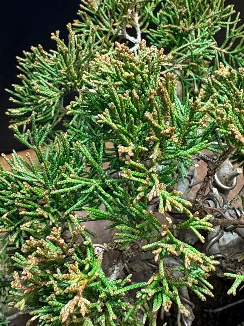 サービスオークション❗️盆栽]真柏 - メルカリ