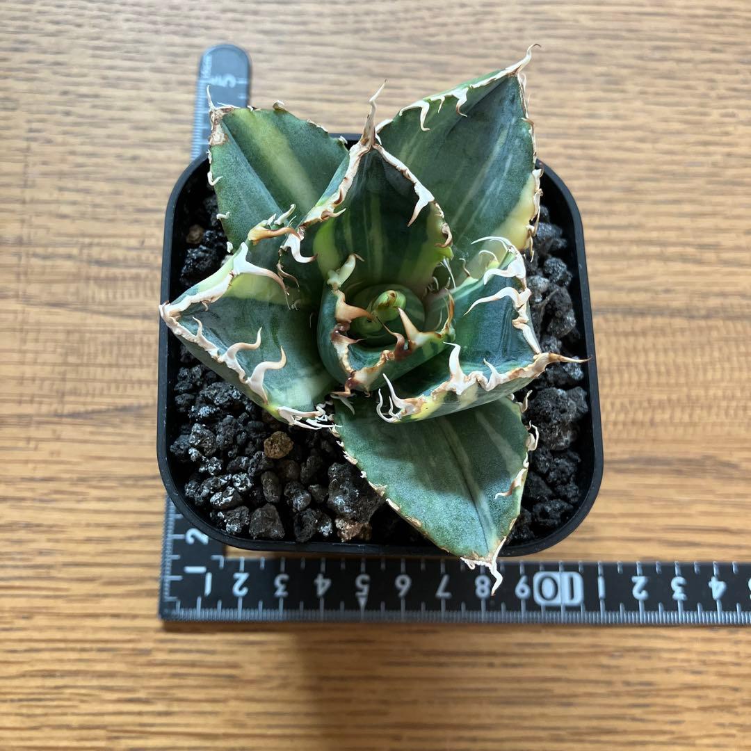 確認用【初売りオークション】118 特大 アガベ チタノタ 白鯨錦 縞斑 TC