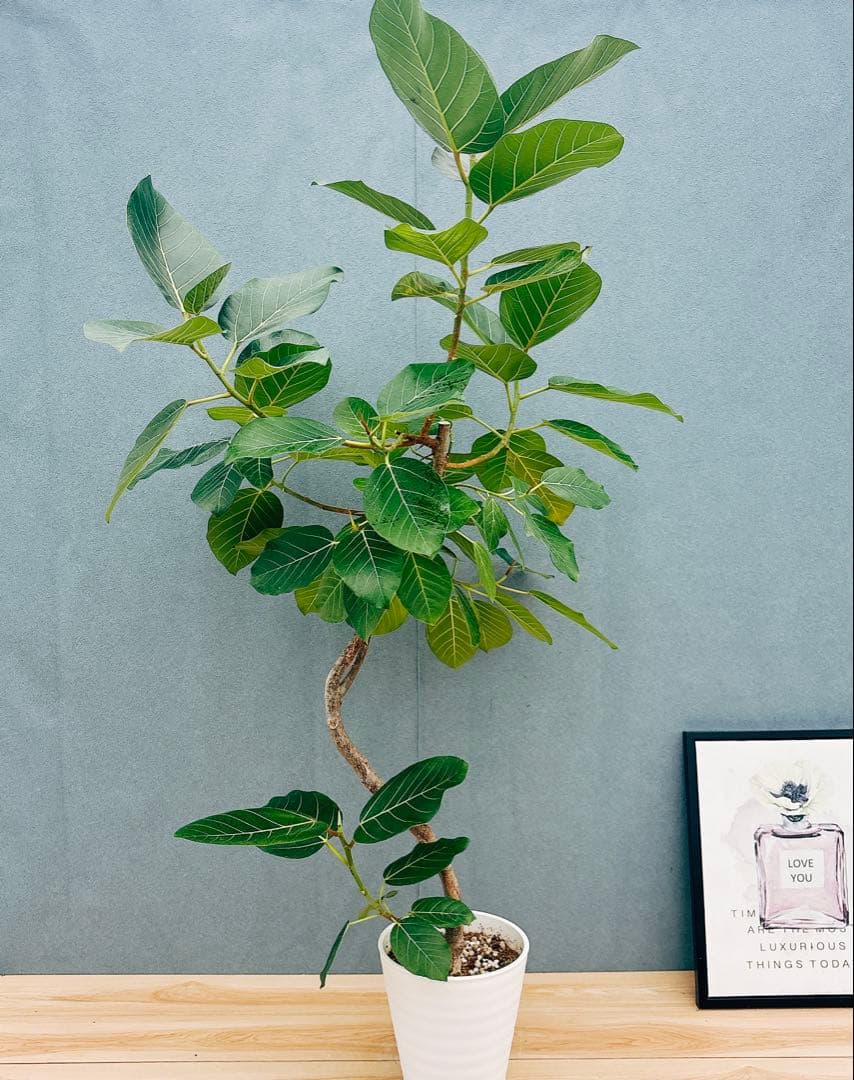 ［現品］【希少】F1 フィカス　グランディス　8号　観葉植物　室内　大型　レア