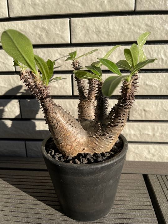 掛け軸 井上秀峰作 四季花鳥図 共箱 配送 春夏秋冬 4本セット