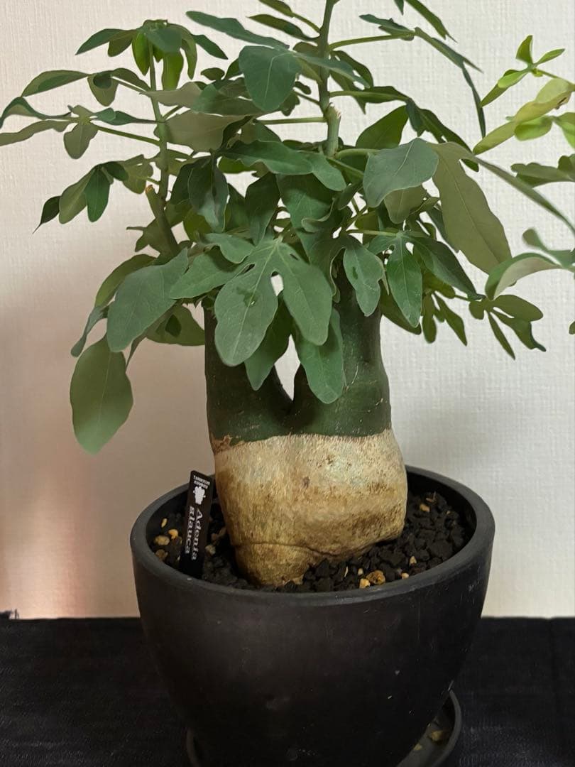 アデニアグラウカ ダブルヘッド