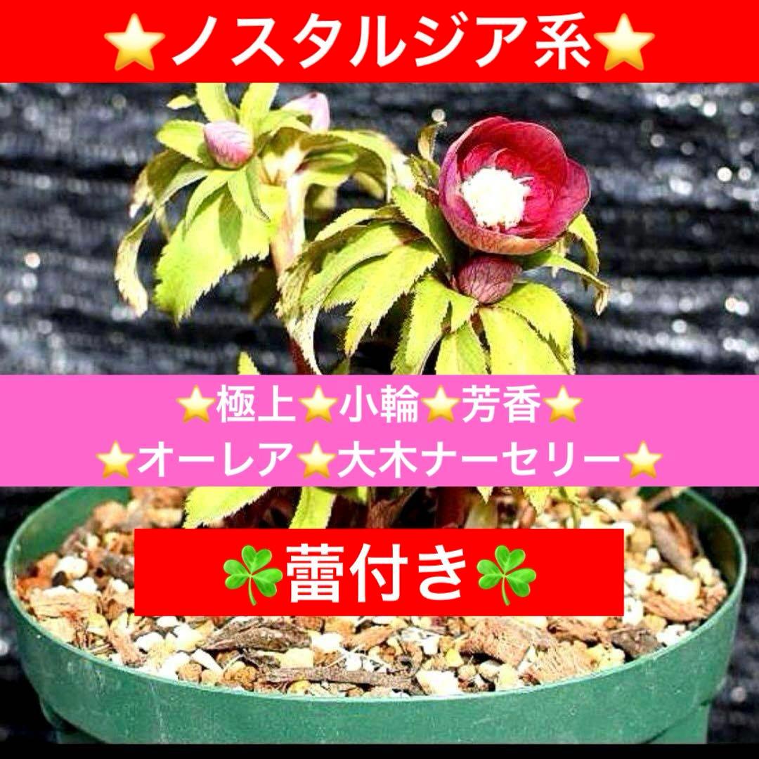 の*ん様 ☘️蕾付き☘️3377⭐️極上⭐️小輪⭐️芳香⭐️ノスタルジア系⭐️オ