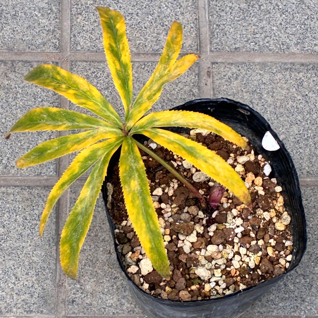 の*ん様 ☘️蕾付き☘️3377⭐️極上⭐️小輪⭐️芳香⭐️ノスタルジア系⭐️オ