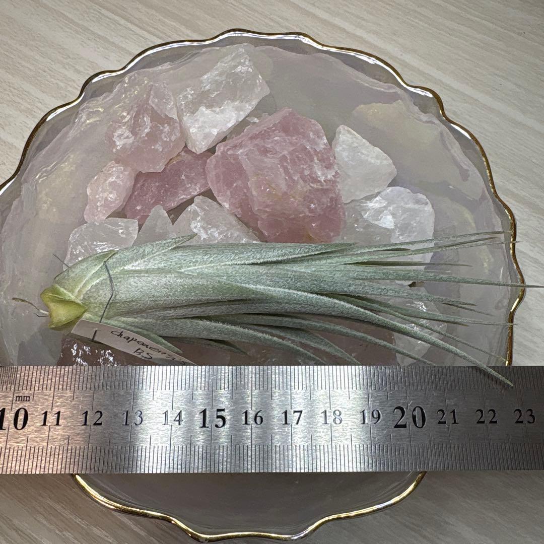 ブロメリア・エアープランツ Tillandsia Chapeuensis