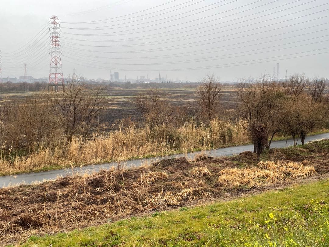 篳篥用蘆舌《極み》