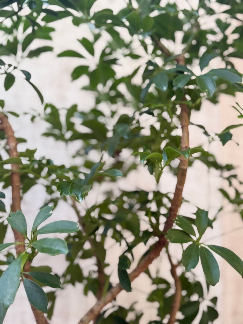 ☆ シェフレラ◦レナータ♪ 96cm ボリューム◎♪