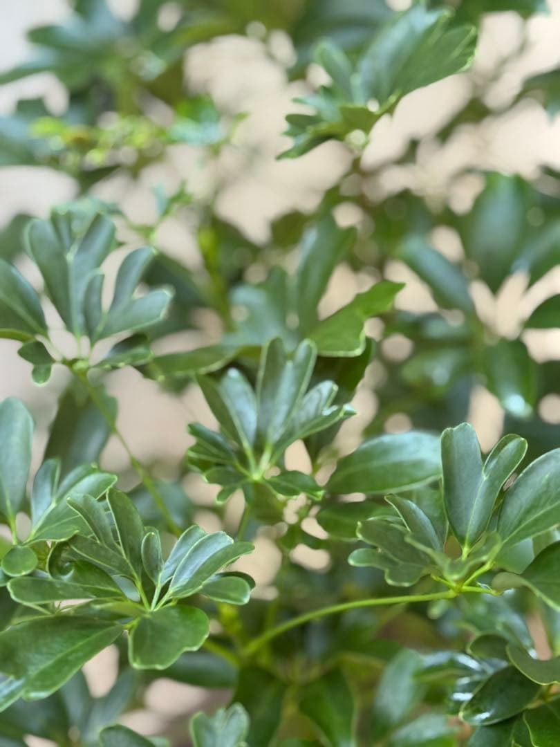 ☆ シェフレラ◦レナータ♪ 96cm ボリューム◎♪