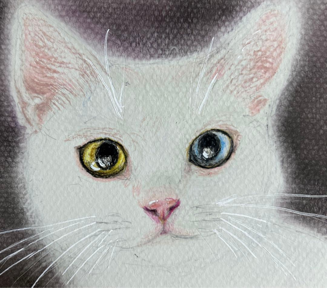 猫 絵画 子猫 イラスト 水彩色鉛筆 油彩色鉛筆 原画 オッドアイ 白猫