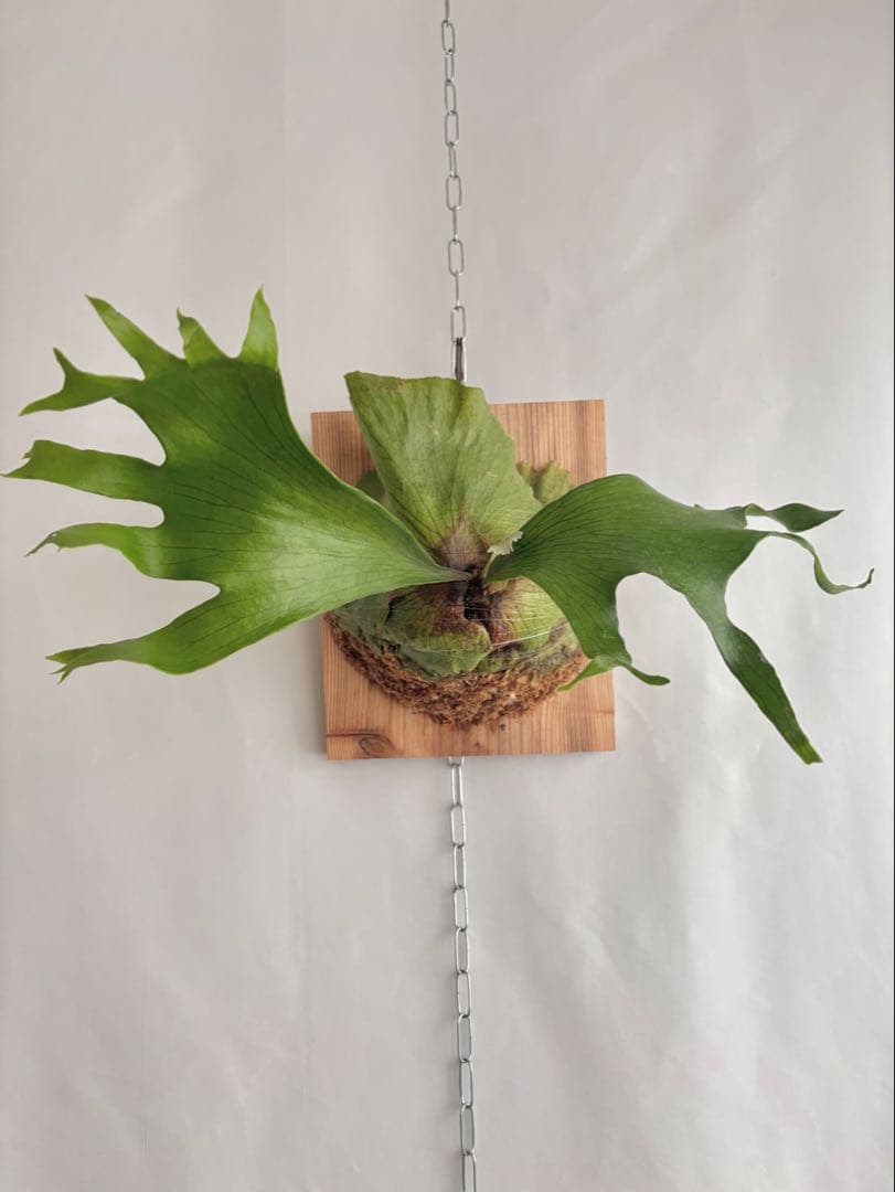 【特大】P. hillii×coronarium'Flamenco P.hillii Mix Coronarium “Flamenco” 大分親株の特徴に似てきました