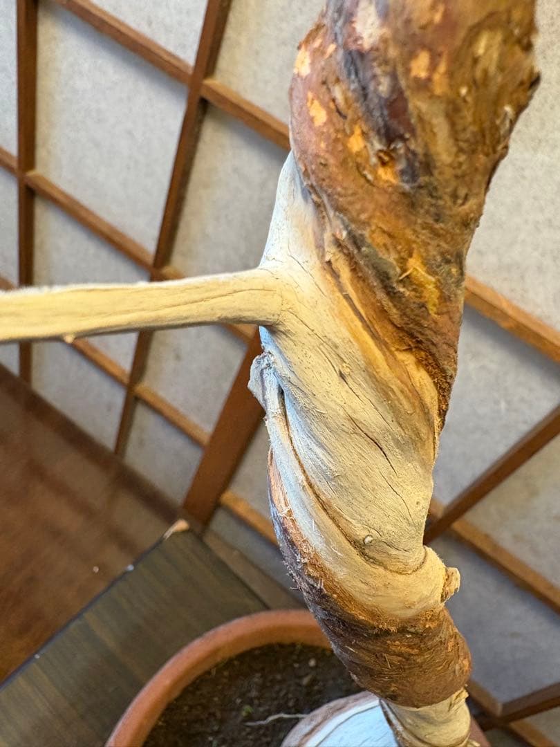 真柏盆栽❗️フォロワー150人記念値下げ❗️しなやかな動き！文人木盆栽！