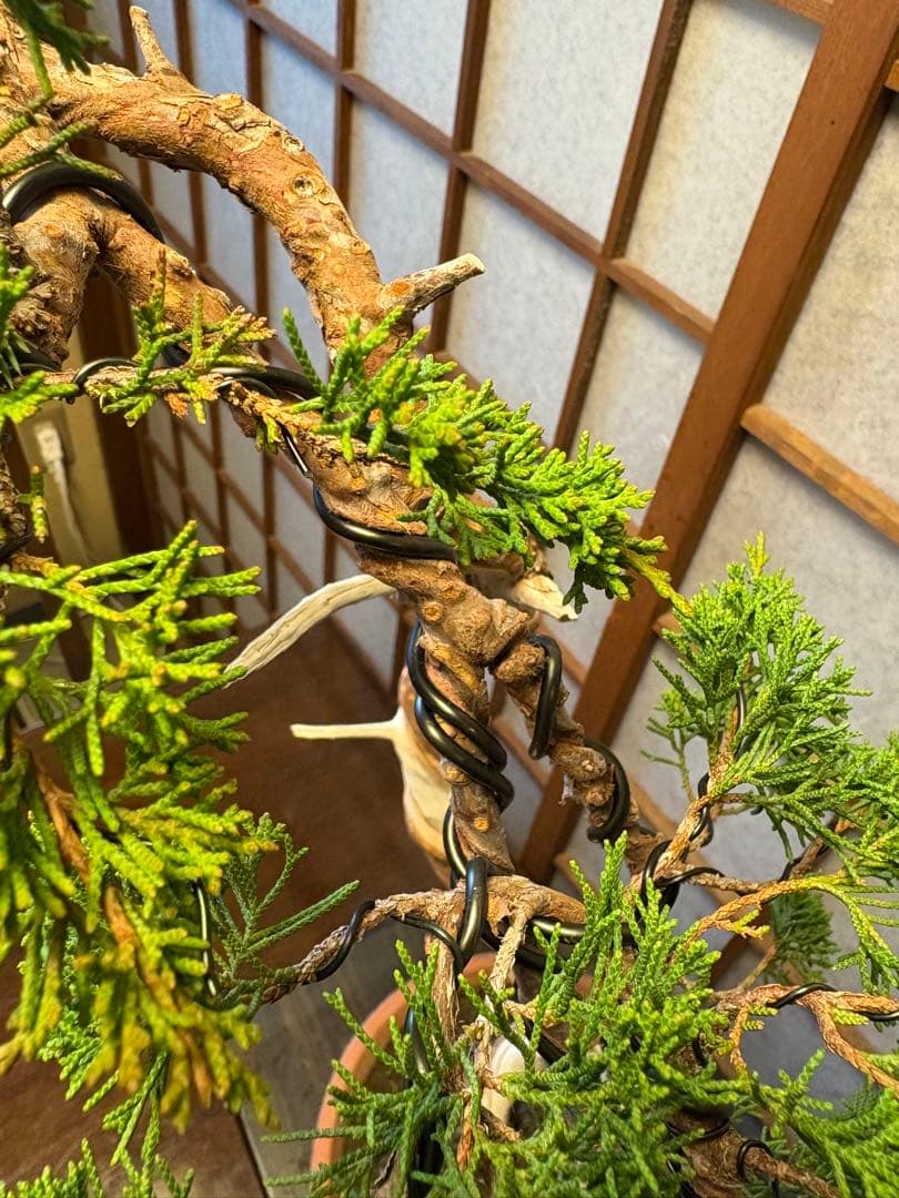 真柏盆栽❗️フォロワー150人記念値下げ❗️しなやかな動き！文人木盆栽！