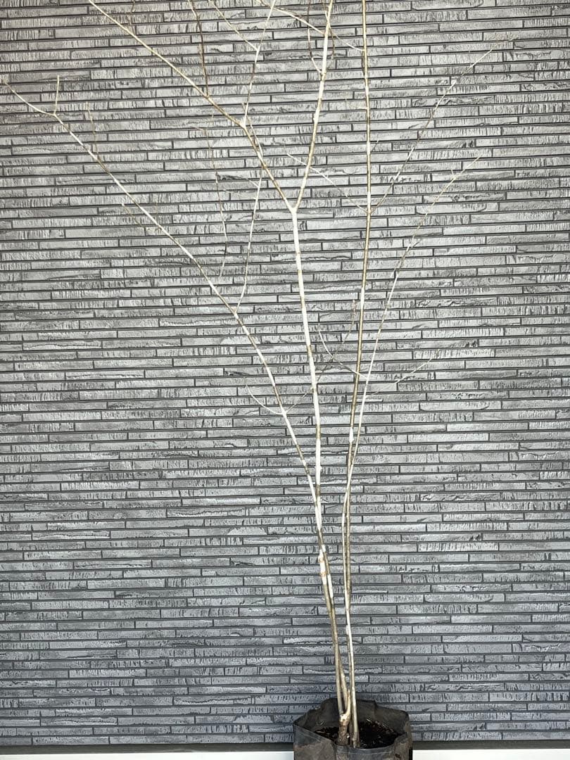 山採り天然 アオダモ 4本株立ち 美斑紋1 - メルカリ