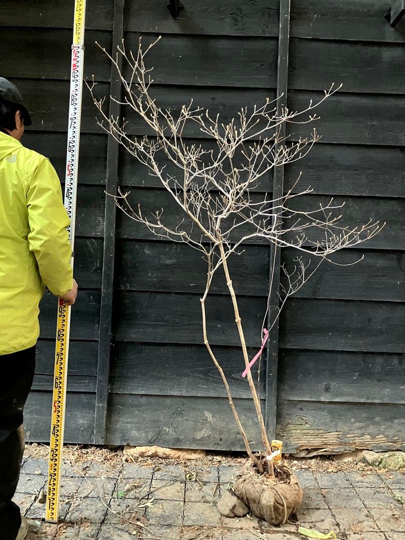 60 山採り　ミツバツツジ　バイカツツジ付き 人気フラワー・ガーデニング - 60 山採り ミツバツツジ バイカツツジ付き